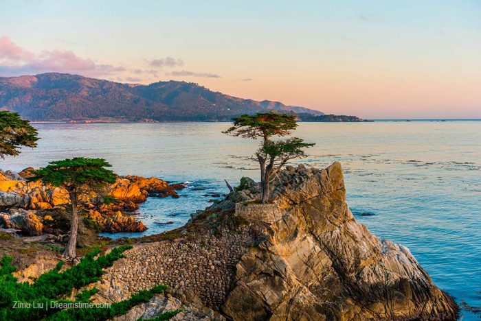 LONE TREE CYPRESS 17 MILE DRIVE MONTEREY QUE VER EN EL BIG SUR California
