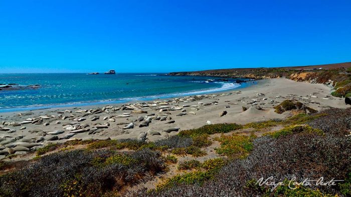 Piedras Blancas Vista Point Big Sur California