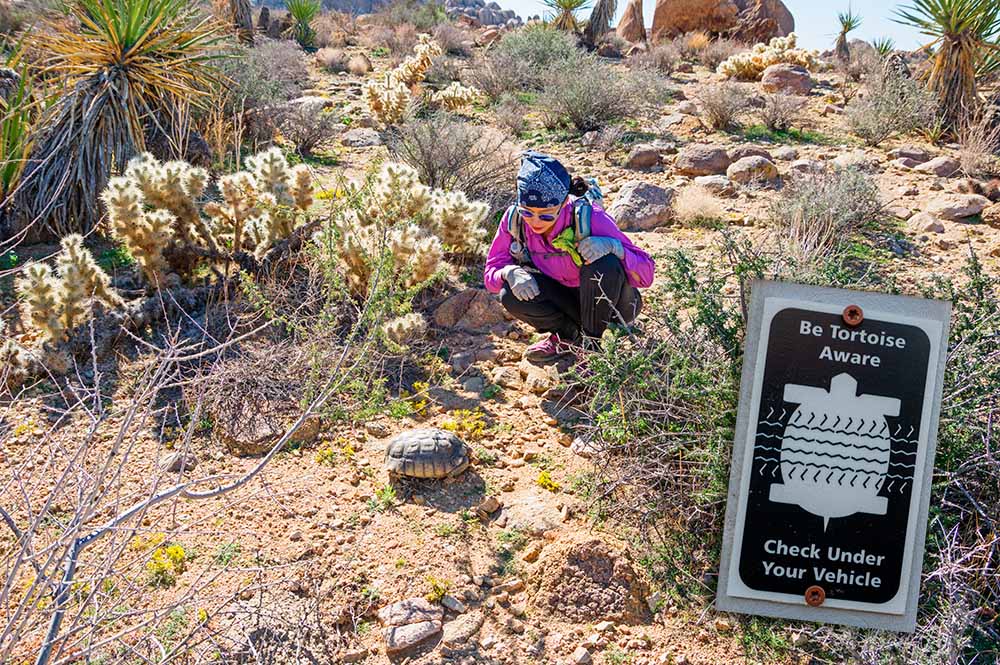 Tortugas del desierto en Joshua Tree National Park