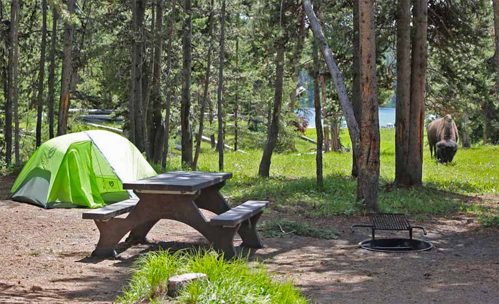 Camping en Yellowstone con un bisonte acechando