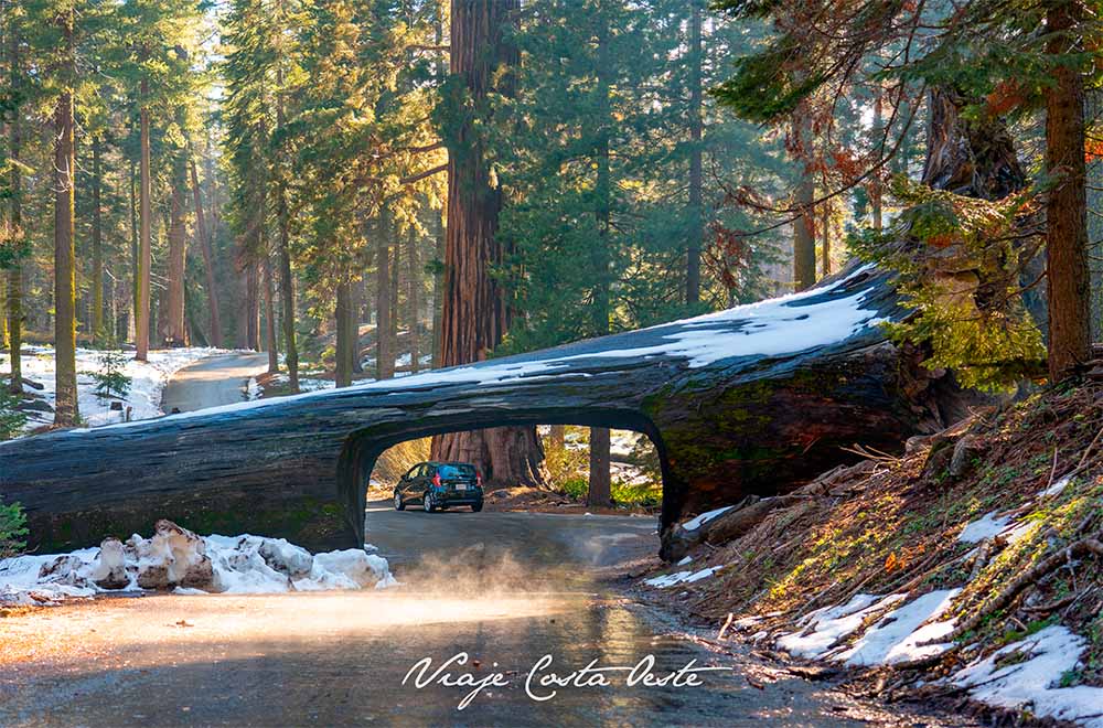 Tunnel Log en Sequoia National Park - Dónde dormir en Sequoia National Park