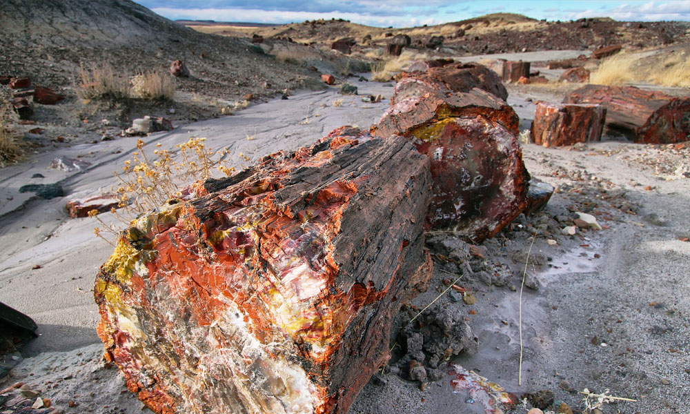 2 Qué ver en el Bosque Petrificado - Petrified Forest National Park