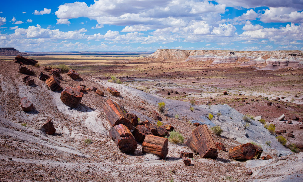 3 Qué ver en el Bosque Petrificado - Jasper Forest - Petrified Forest National Park